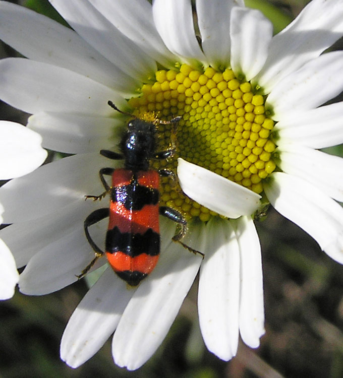 Gewöhnlicher Bienenkäfer, Trichodes apiarius